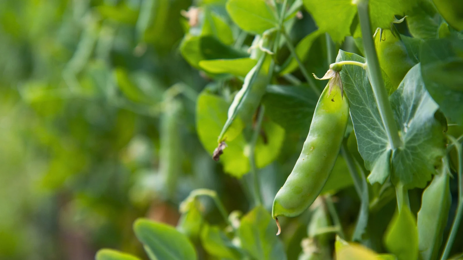 bushy plant with rounded leaves and tendrils, producing plump, sweet snap peas on sturdy stems.