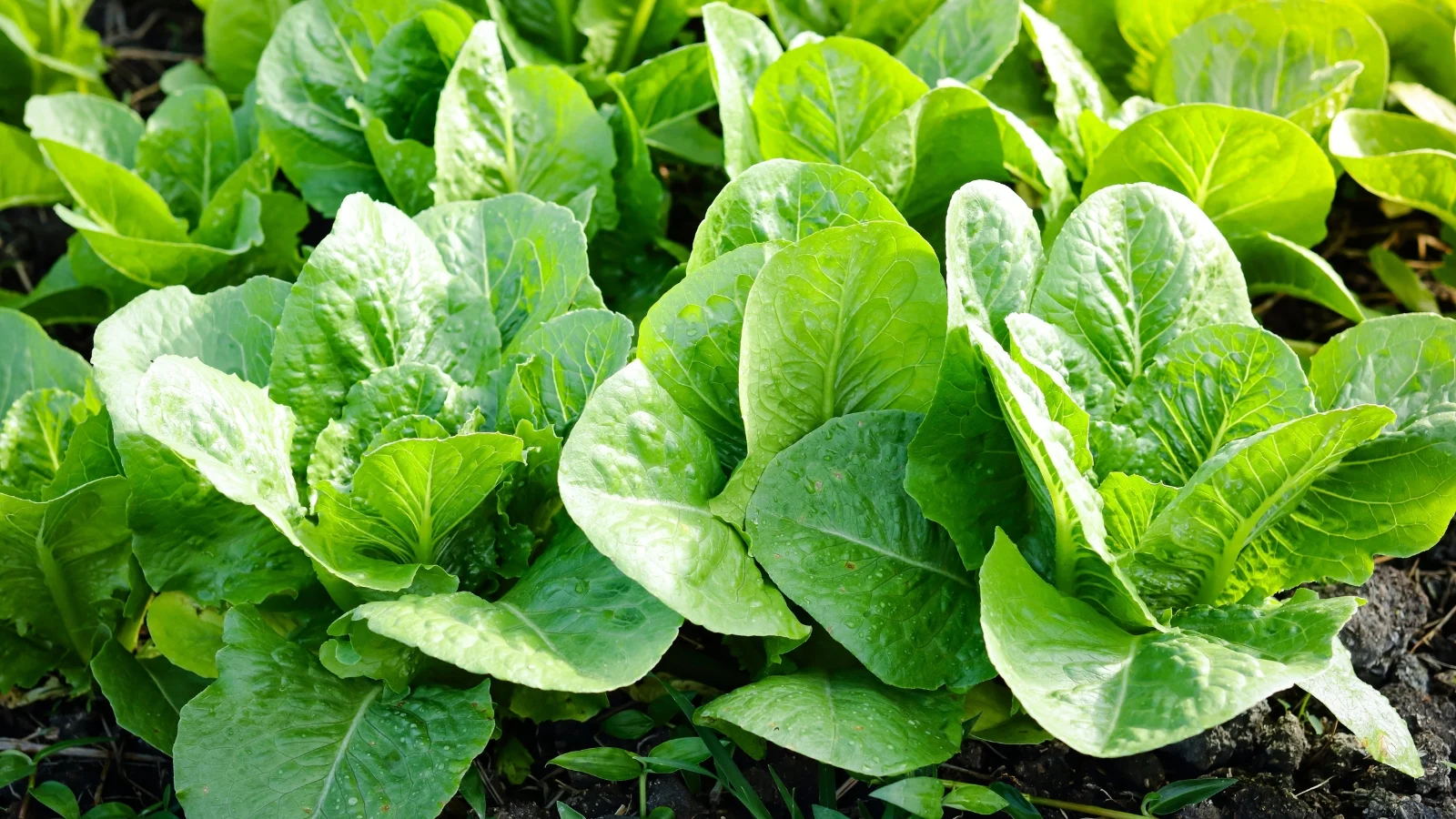 smooth, pale green leaves with elongated shapes, soft textures, and smooth edges, forming compact heads.