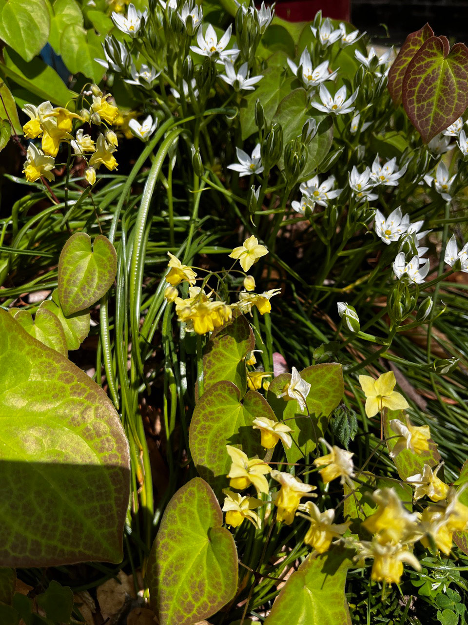 white and yellow spring flowers