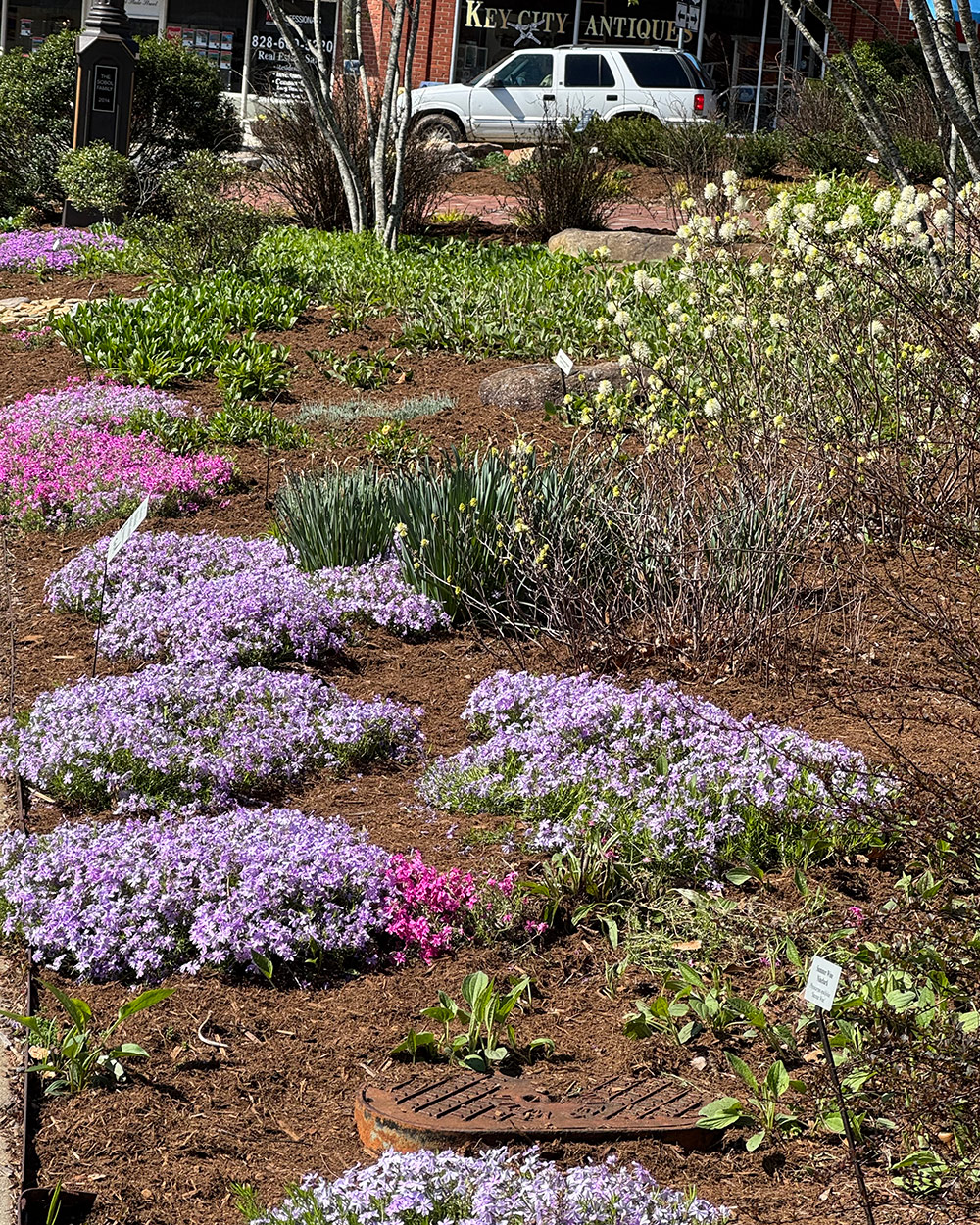 pink and purple creeping flowers in park garden