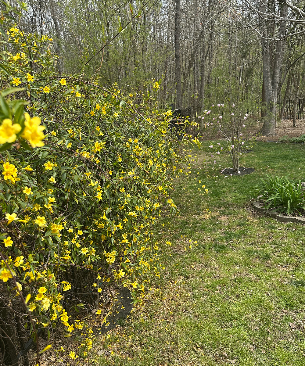 vining plant with yellow flowers on fence
