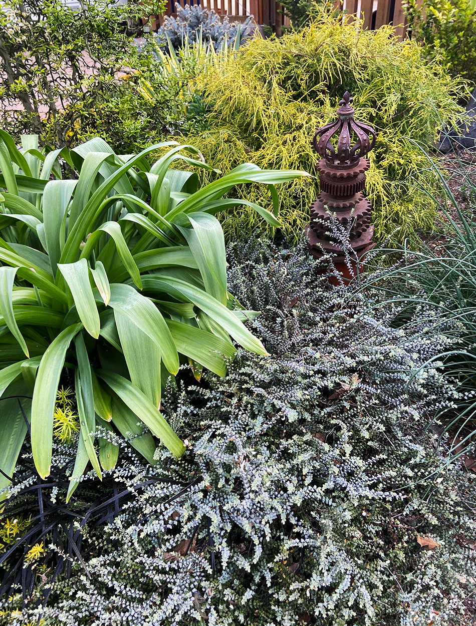 a mix of diverse foliage plants