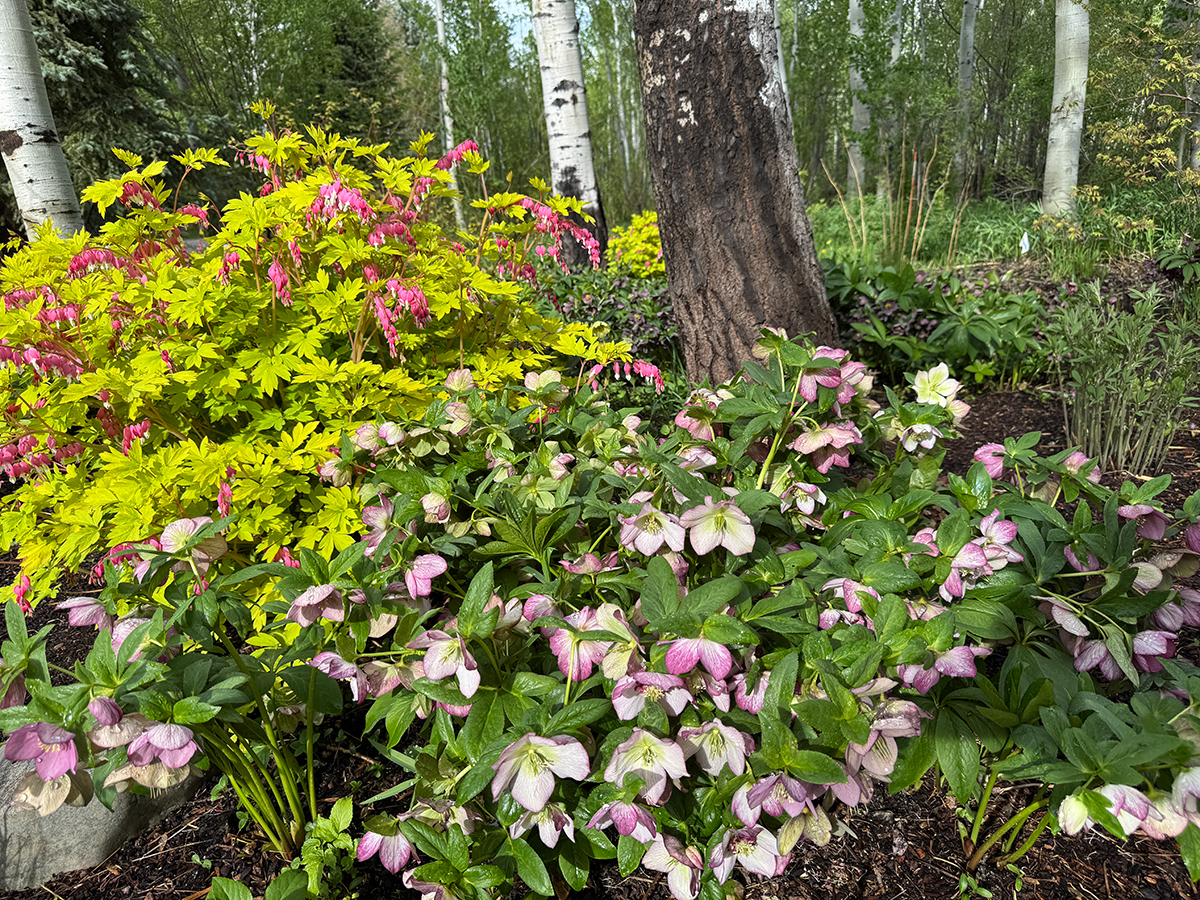 large plants with pink flowers