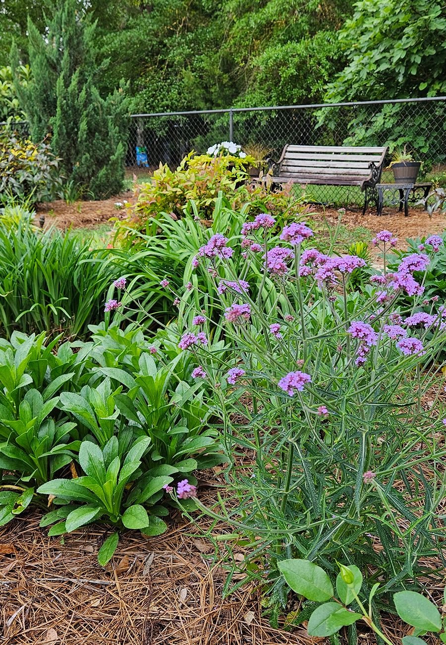 small purple flowers and bright green foliage in spring garden