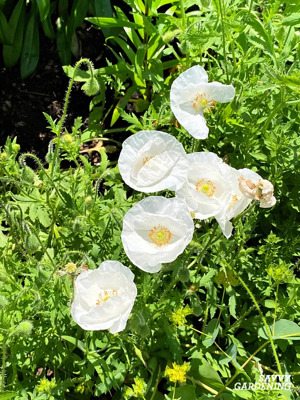 growing iceland poppies from seeds