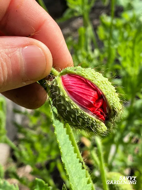 poppy flower bud