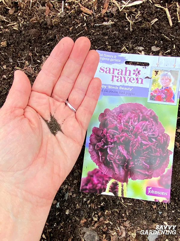 growing poppies from seed