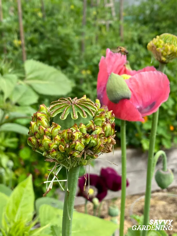 hen and chicks poppy