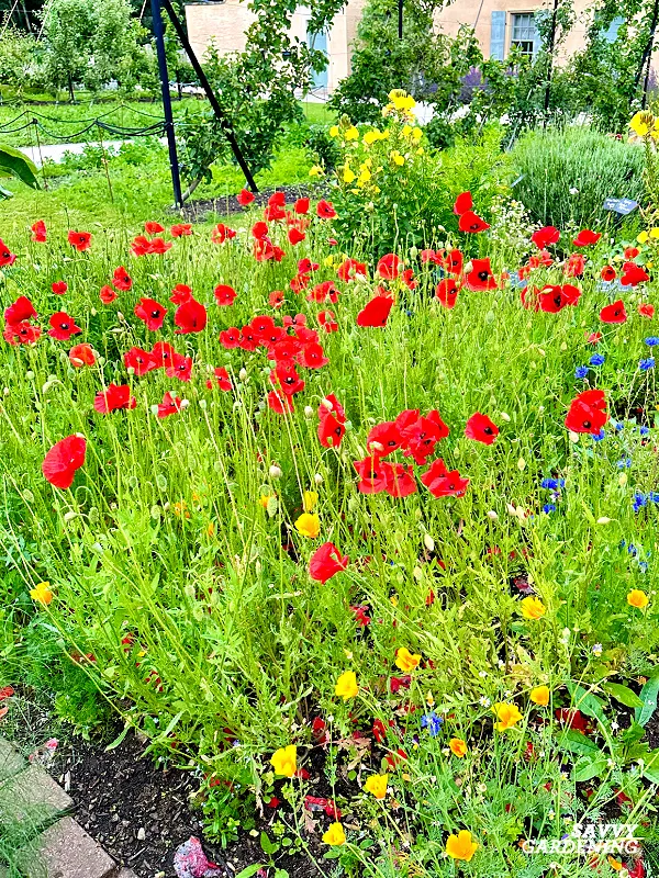 corn poppies in a garden
