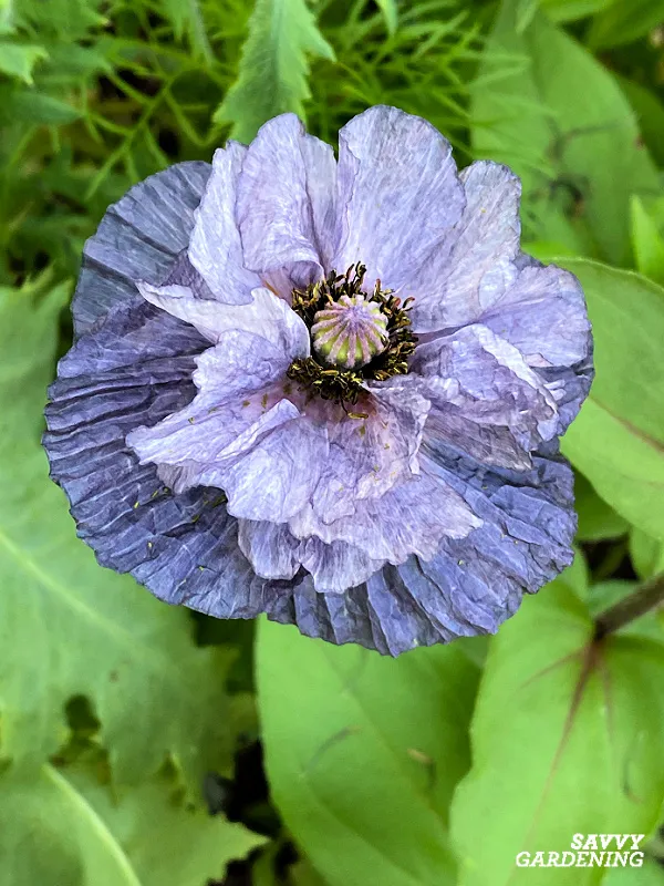 amazing grey poppy