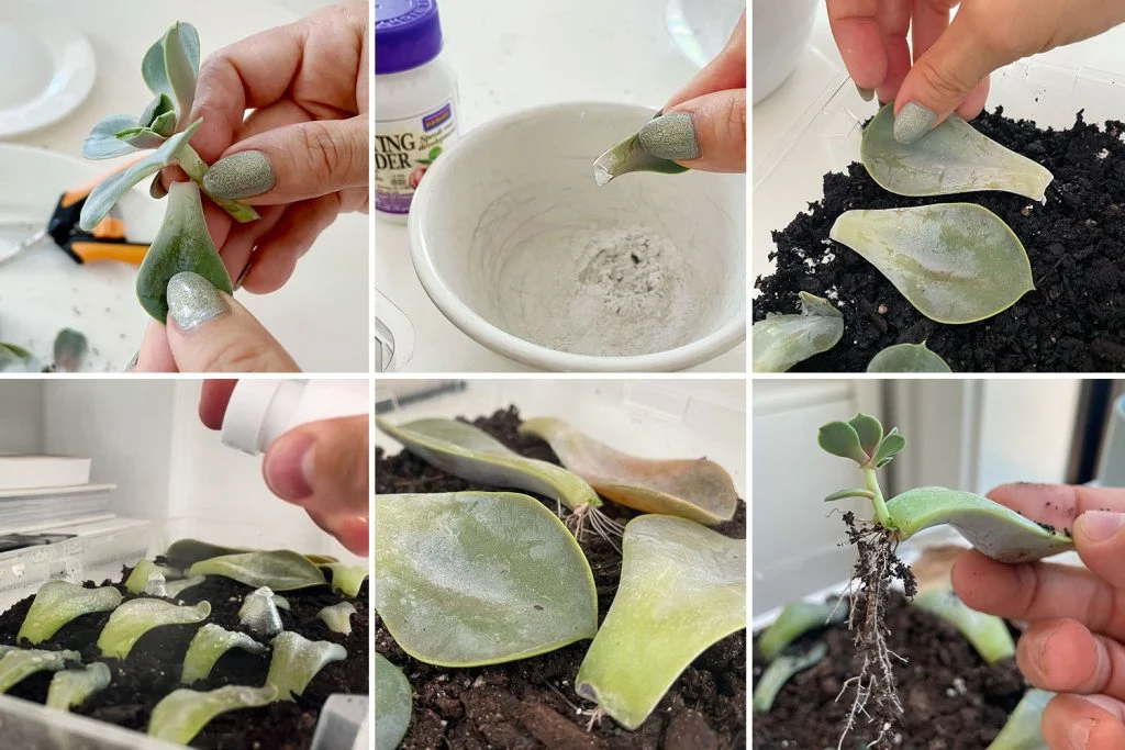 how to propagate succulents | young house love 2 grid of steps to propagating a succulent