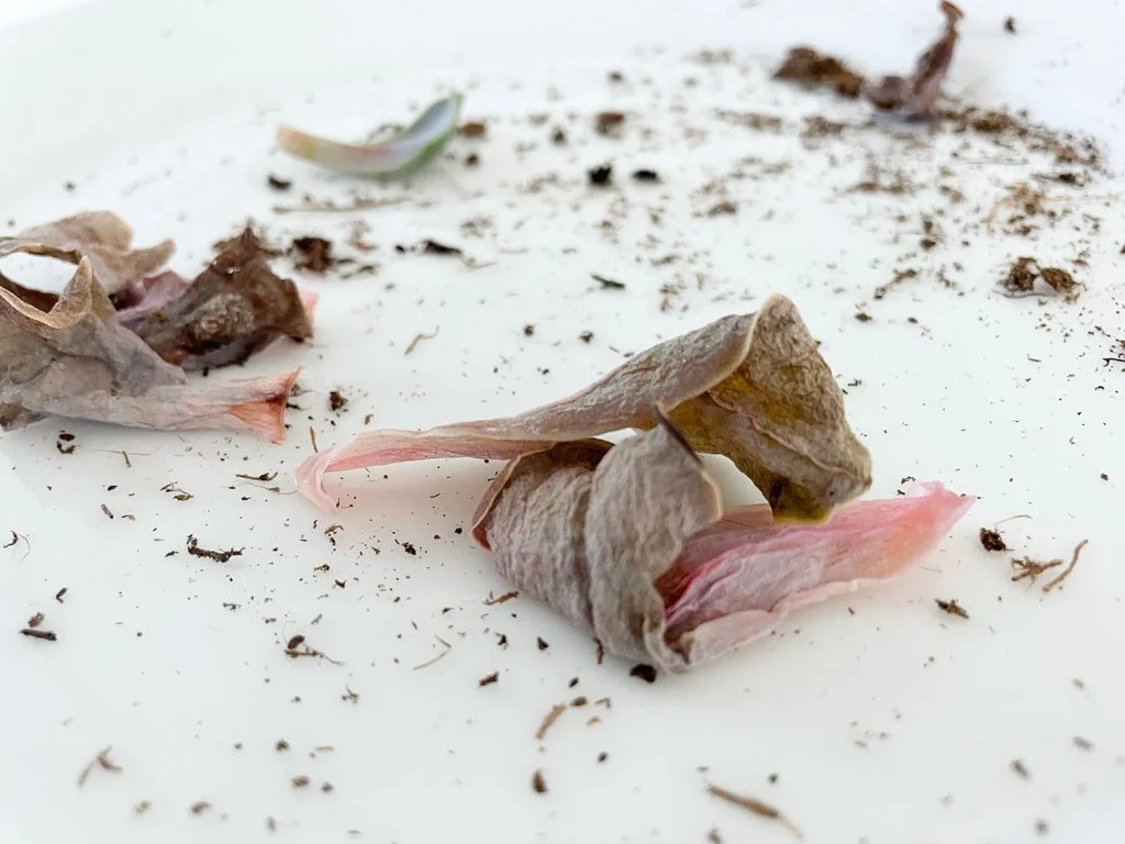 how to propagate succulents | young house love 6 rotten succulent leaves