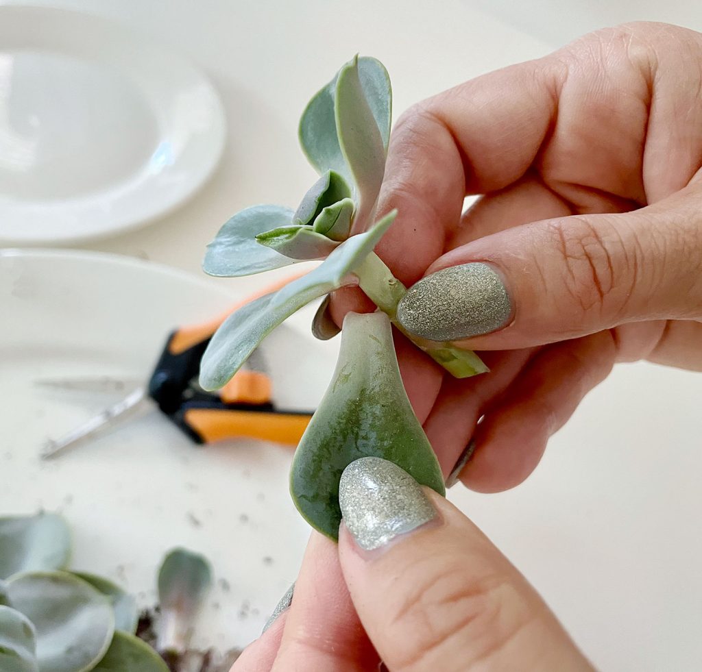 how to propagate succulents | young house love 5 removing succulent leaves from stem for propagation