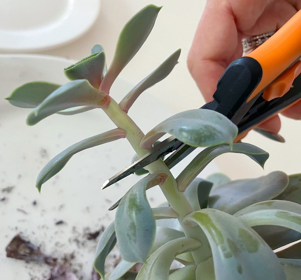 how to propagate succulents | young house love 4 cutting leggy stem of succulent plant with pruning snips