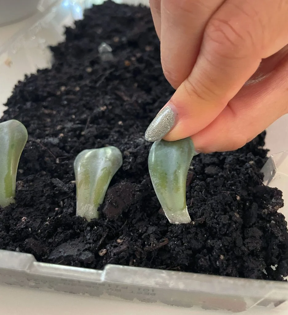 how to propagate succulents | young house love 10 placing succulent leaf into soil for propagation