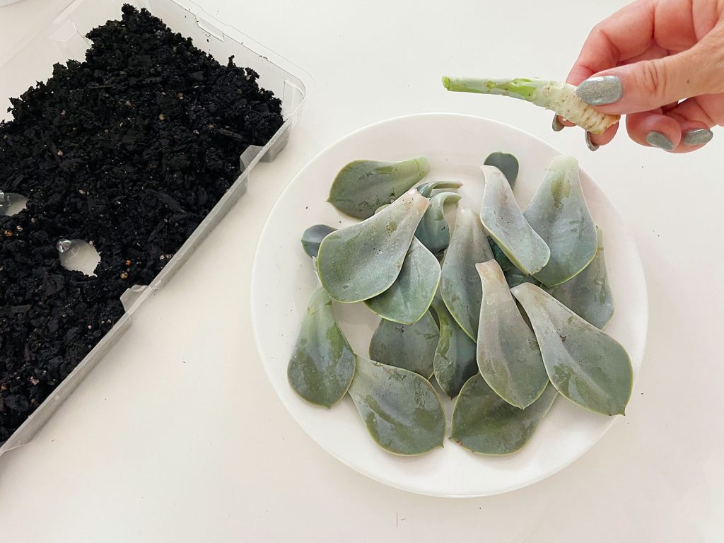 how to propagate succulents | young house love 9 removed succulent leaves from stem for propagation