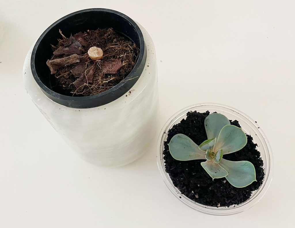 how to propagate succulents | young house love 8 head of propagated succulent in new pot