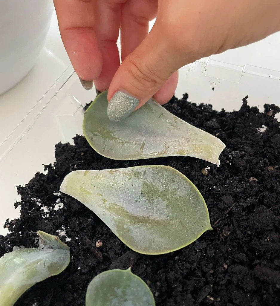 how to propagate succulents | young house love 11 laying succulent leaf on soil for propagation
