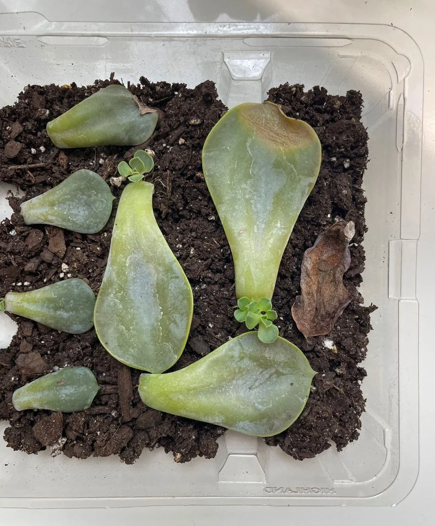 how to propagate succulents | young house love 17 new pups growing on propagated succulent leaves
