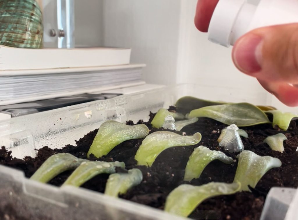 how to propagate succulents | young house love 15 misting tray of succulent leaves for propagation