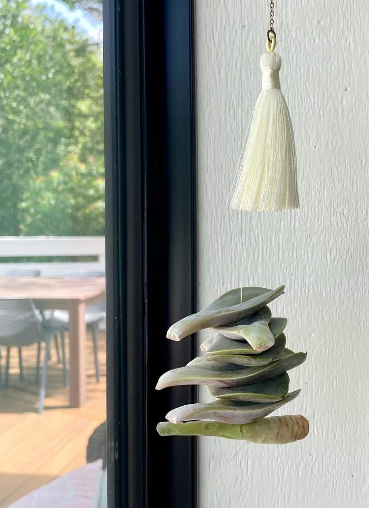 how to propagate succulents | young house love 13 hanging succulent leaves dry propagating in window