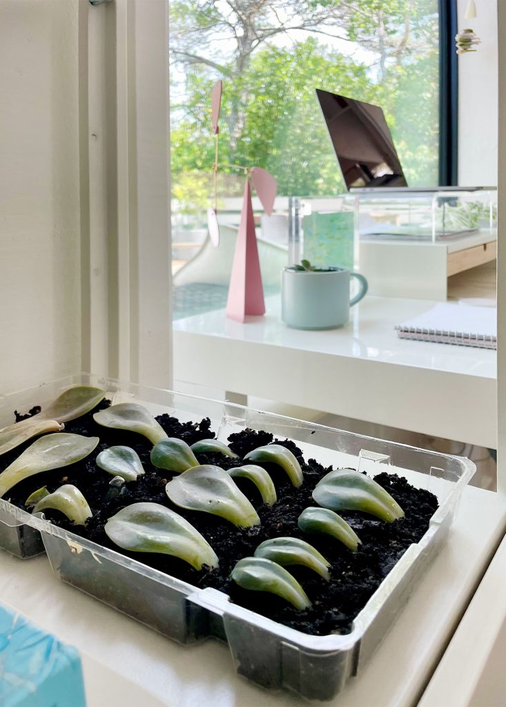 how to propagate succulents | young house love 14 succulent propagation tray in bright indirect sunlit windowsill