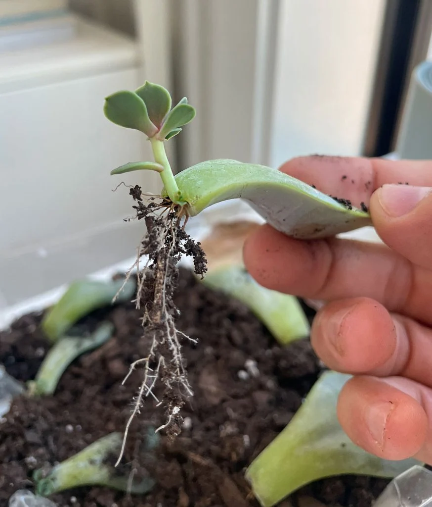how to propagate succulents | young house love 18 proprogated succulent leaf lifted from soil to show roots