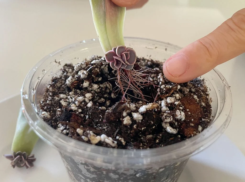 how to propagate succulents | young house love 20 planting new succulent roots in fresh soil