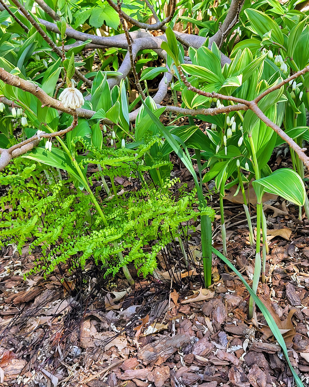 edgeworthia bloom over underplantings