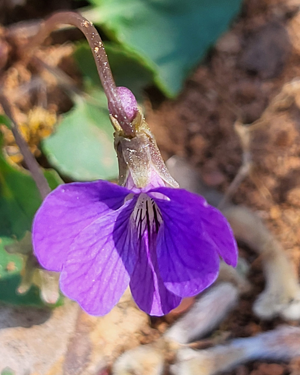 purple wild viola bloom
