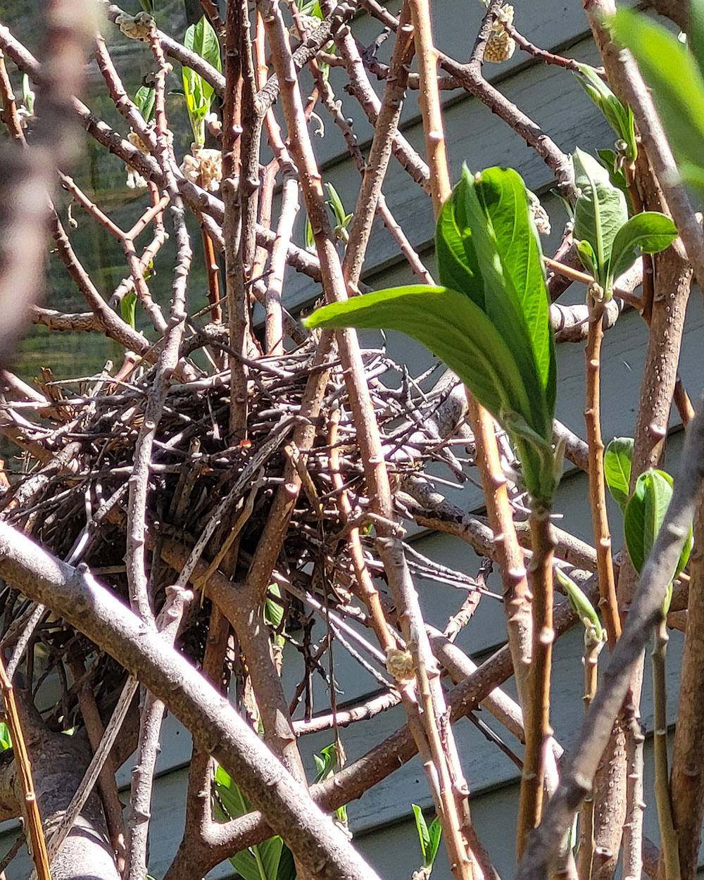 birds nest in a shrub