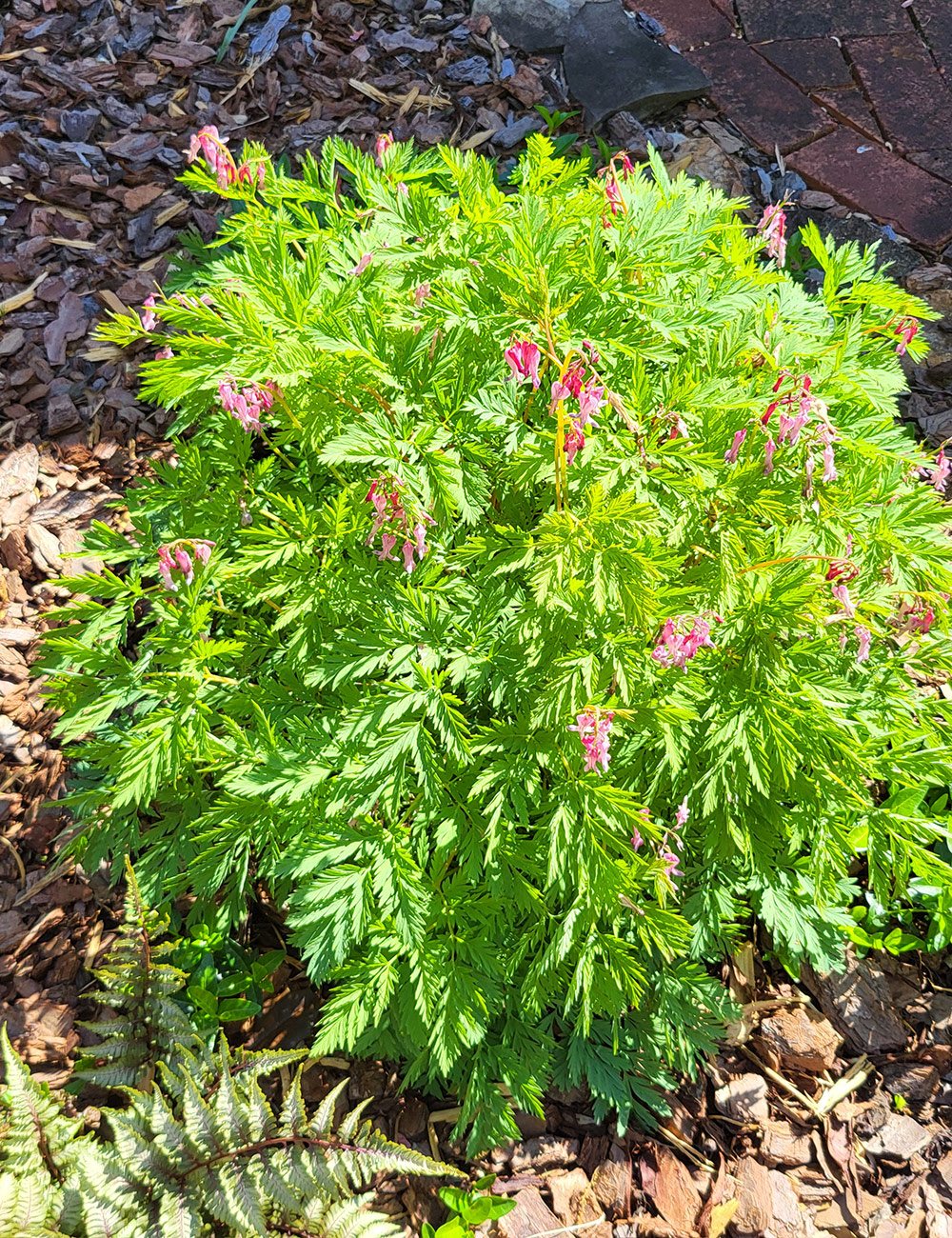 fringed bleeding heart