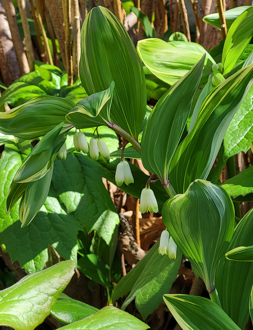 solomon's seal flowers