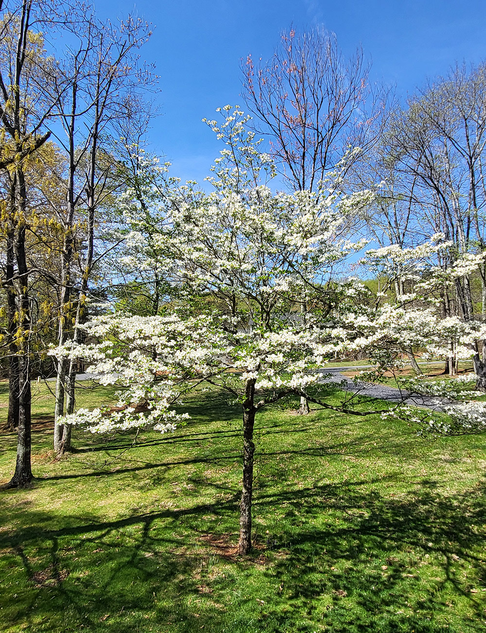 young dogwood in dogwood