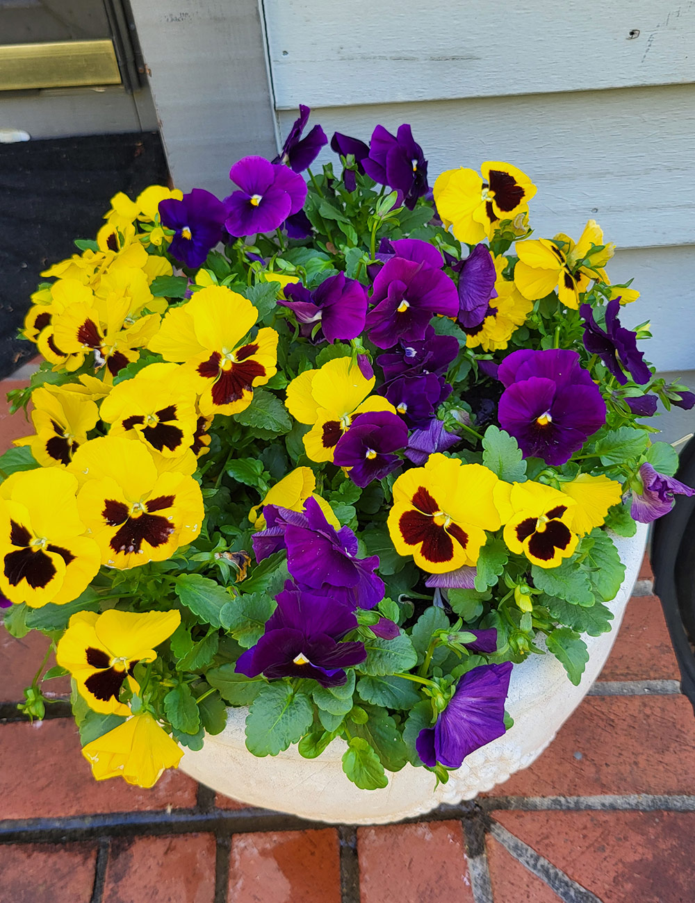 pots of bright pansies on a front porch