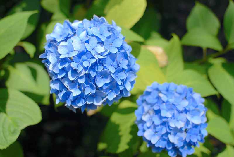 hydrangea in clay soil