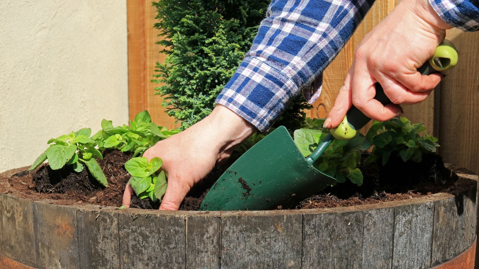 a person in the process of transplanting a flower seedling, using a small trowel to scoop soil and organic material into the plant's base