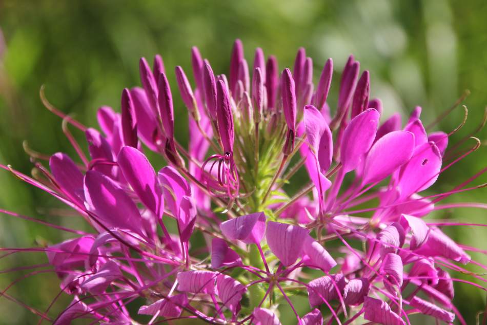 18 best flowers to plant in may (before it's late) 8 cleome