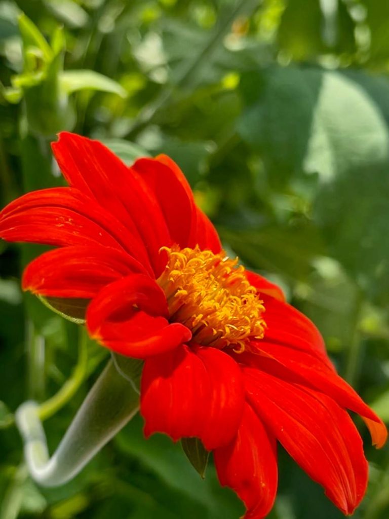 18 best flowers to plant in may (before it's late) 11 tithonia