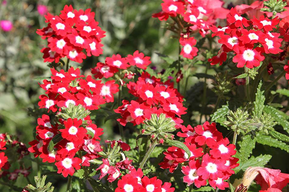 18 best flowers to plant in may (before it's late) 16 flowers plant may