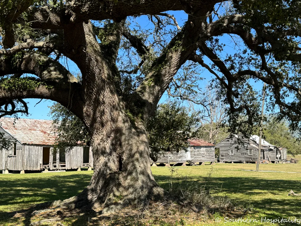 dual plantation film tour: felicity plantation & joseph plantation 17 plantation joseph plantation