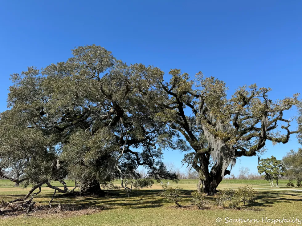 dual plantation film tour: felicity plantation & joseph plantation 19 plantation joseph plantation