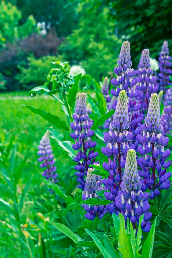 why lupines are