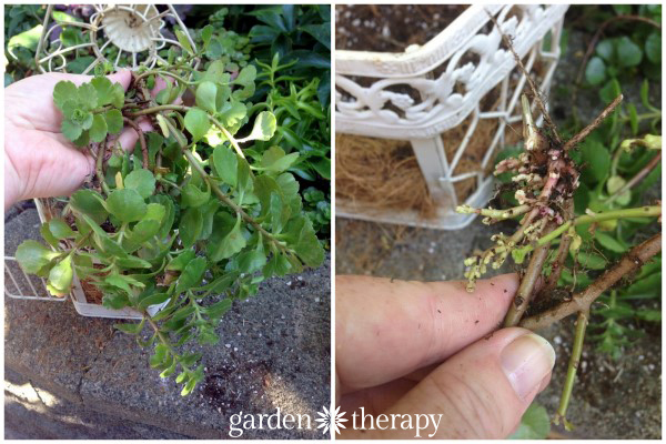 birdcage succulent planter sedum roots