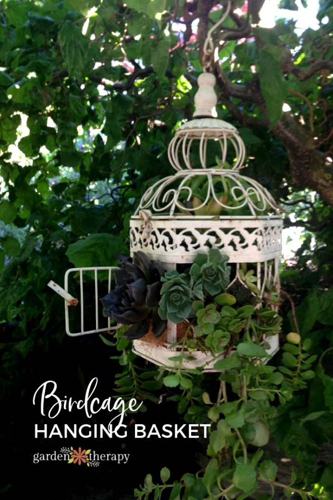 birdcage succulent handing basket diy instructions