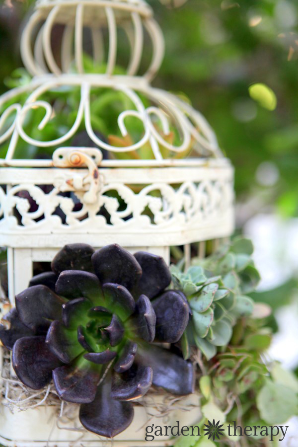 aeonium and other succulents in a birdcage succulent planter