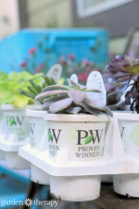 proven winners succulents