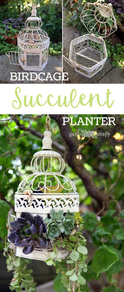 birdcage succulent planter diy project