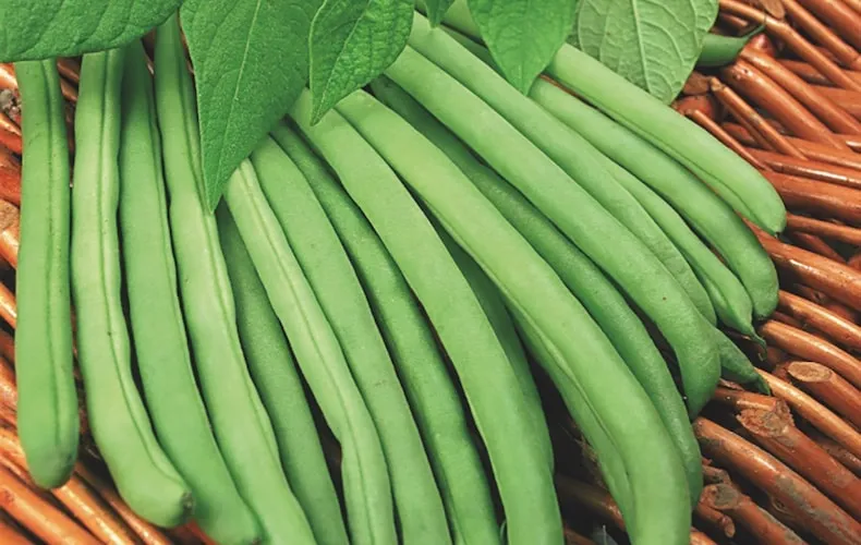 green climbing bean ‘cobra’ from thompson & morgan