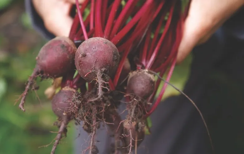freshly harvested beetroot 'pablo' from thompson & morgan